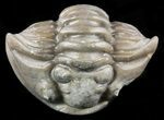 Wide Enrolled Flexicalymene Trilobite - Ohio #55411-1